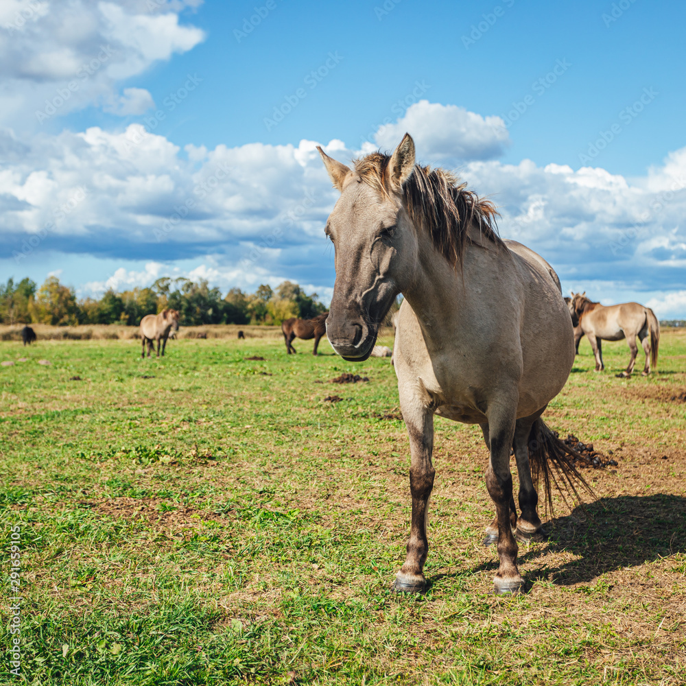 Wold horses on a meadow in national park Wold horses on a meadow in national park
