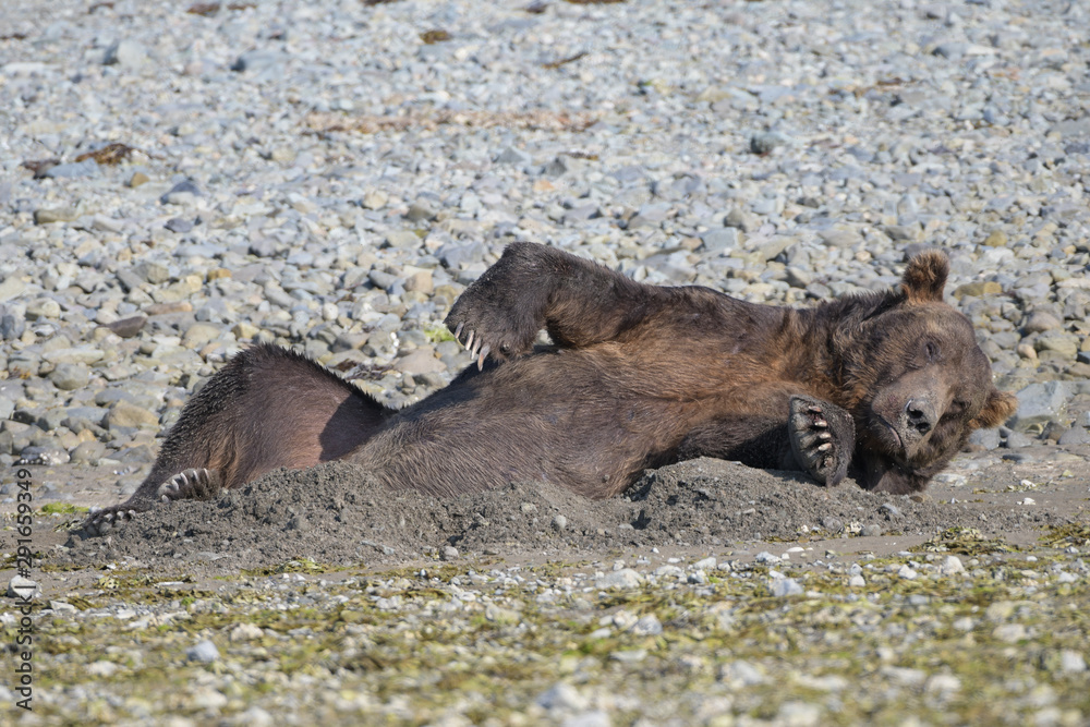 Grizzlybär in seiner Schlafmulde, Kodiakbären und Bären auf Kamtschatka leiden wegen des