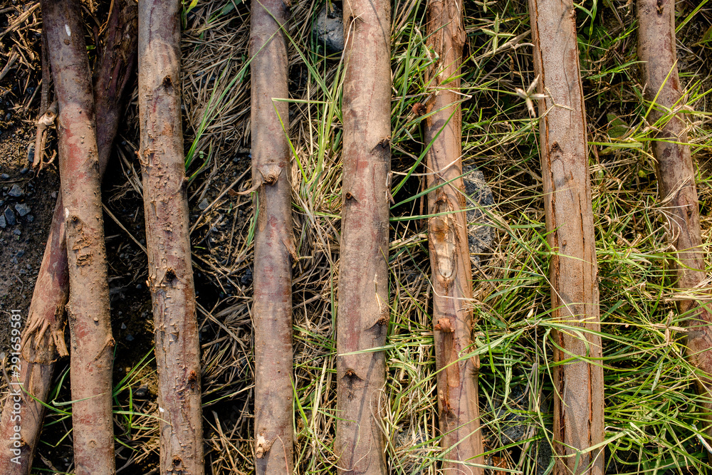 A Freshly Cut Length of Hedge Laying Plashing. A Freshly Cut Length of Hedge Laying Plashing.