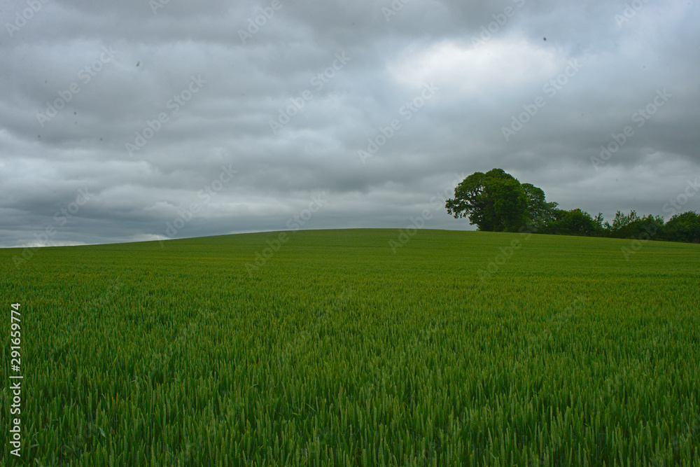 Obraz premium Scenic view on wheat field and cloudy sky