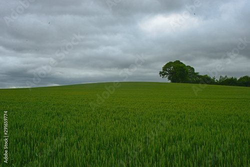 Scenic view on wheat field and cloudy sky