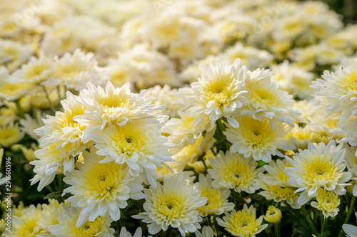 Crysanthemum flowers growing in smart farm for market place