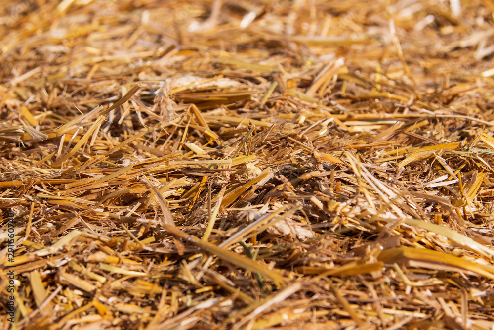 dry grass hay as a background dry grass hay as a background