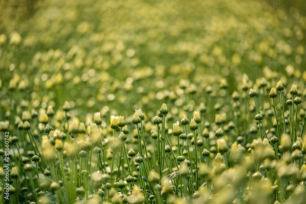 Yellow chrysanthemum flowers with bokeh background growing in smart nursery Yellow chrysanthemum flowers with bokeh background growing in smart nursery