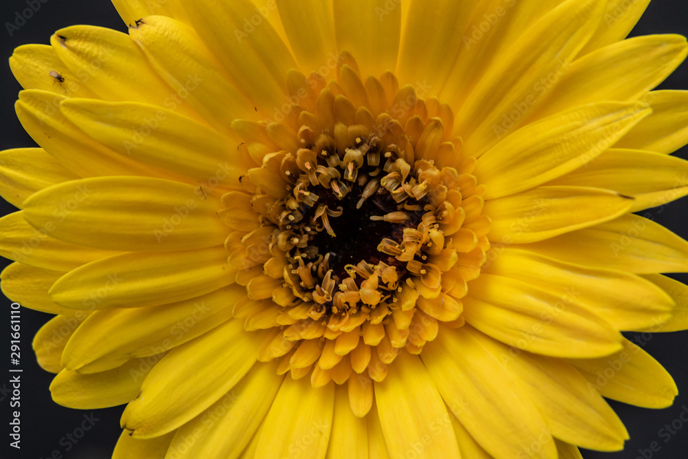 yellow flower closeup of a sunflower yellow flower closeup of a sunflower