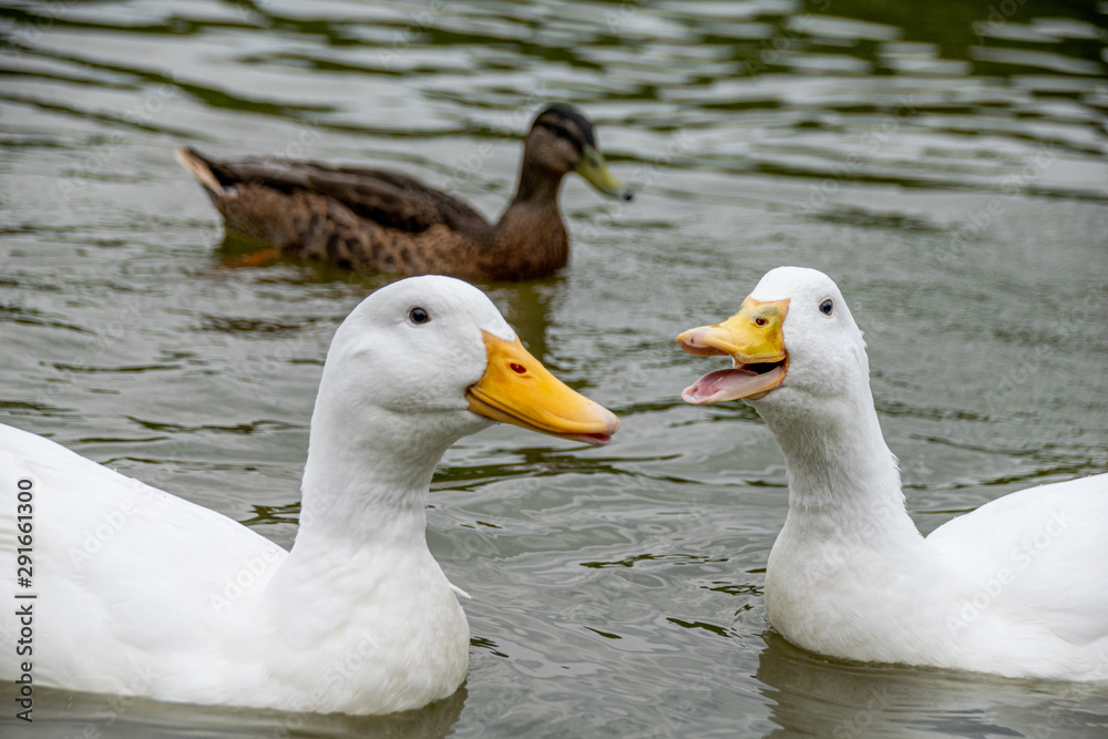 Group of white Pekin Ducks quacking