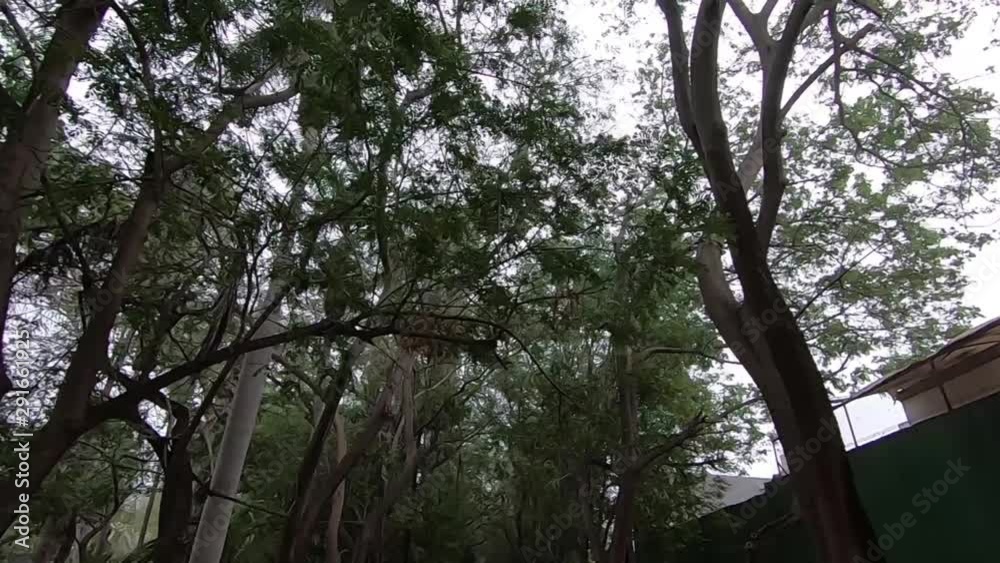 walking among trees and looking up with daylight in a city botanical park walking among trees and looking up with daylight in a city botanical park