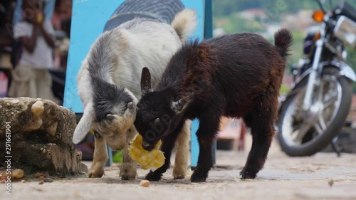 Closeup shot, showing baby goats on the street in Atakpame, Togo. photo