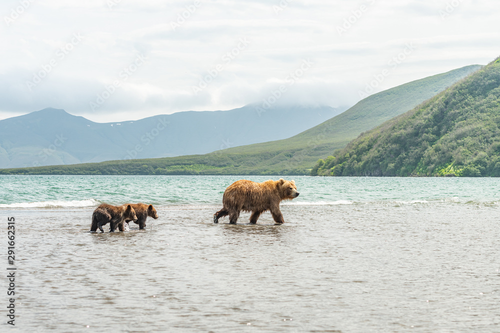 Ruling the landscape, brown bears of Kamchatka (Ursus arctos beringianus) Ruling the landscape, brown bears of Kamchatka (Ursus arctos beringianus)