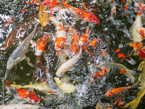 Rippling water surface with colorful carp / koi fishes swimming in the pond