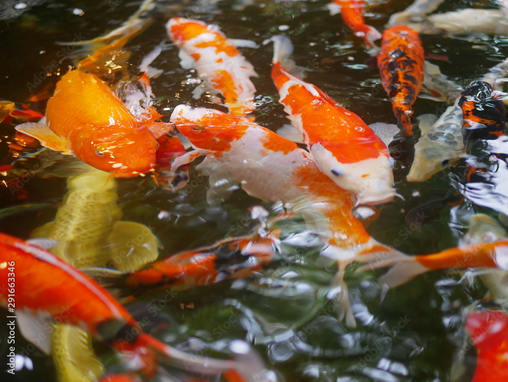 Rippling water surface with colorful carp / koi fishes swimming in the pond Rippling water surface with colorful carp / koi fishes swimming in the pond