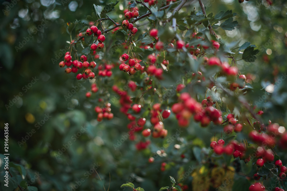 Colorful nature scene with forrest red berry branches.