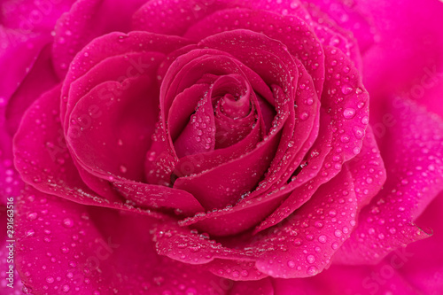 Beautiful background big pink rose in dewdrops close-up, soft focus.