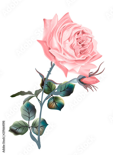 Beautiful vector pink English rose in vintage antique high detailed style