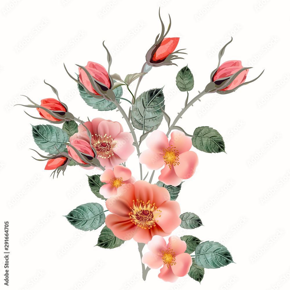 Botanical vector illustration with wild pink rose isolated on white