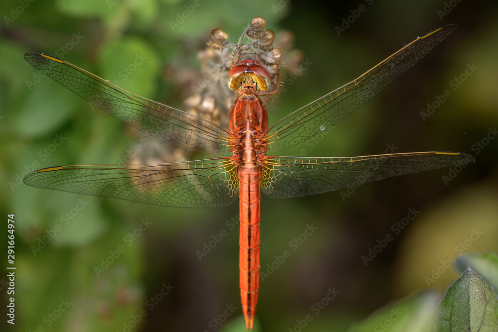 Close-up red dragonfly on Holy basil tree in natural background Close-up red dragonfly on Holy basil tree in natural background