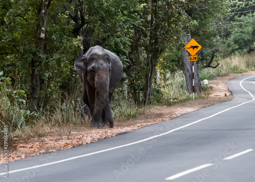 Adult Sri Lankan elephant out on the highway. Sri Lanka.