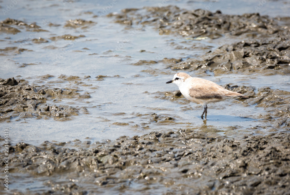 White-fronted plover searching for food, Walvis Bay, Namibia, Africa White-fronted plover searching for food, Walvis Bay, Namibia, Africa