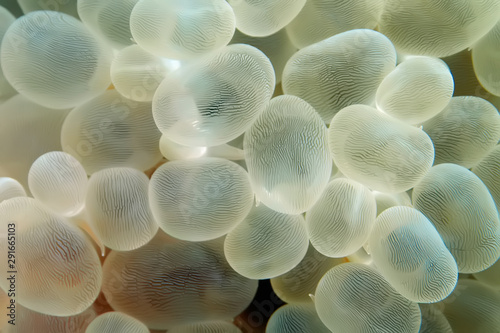 Close-up image of bubble coral (Plerogyra sinuosa). photo