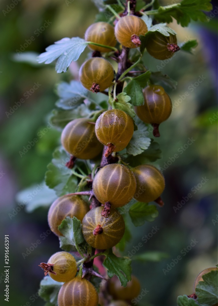 gooseberry on a branch