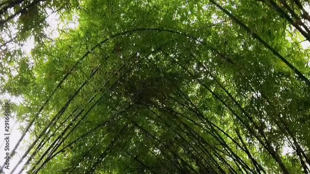 SLOW-MOTION. Sun light in green bamboo forest. Sun through tall bamboo reeds with greenish leaves. SLOW-MOTION. Sun light in green bamboo forest. Sun through tall bamboo reeds with greenish leaves.