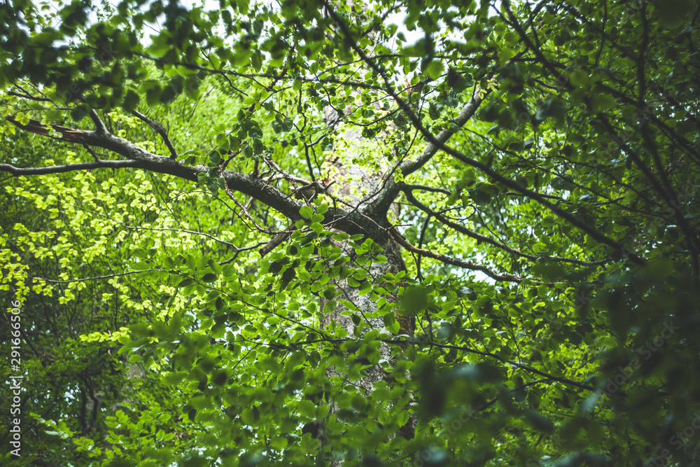 Fototapeta premium strange photo of a strange tree