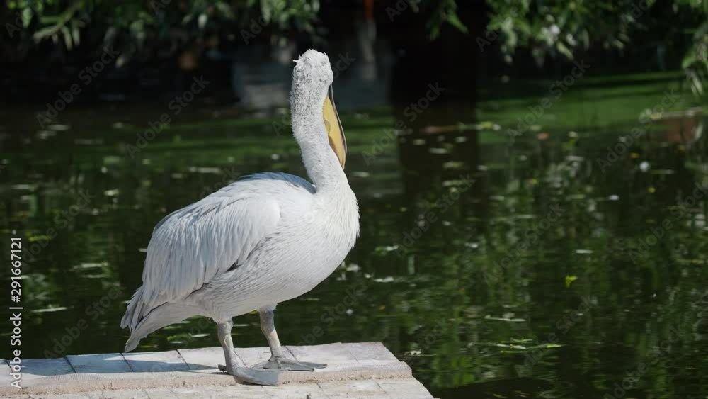 Close up portrait of Dalmatian pelican, Pelecanus crispus, staring in camera. Big freshwater bird.