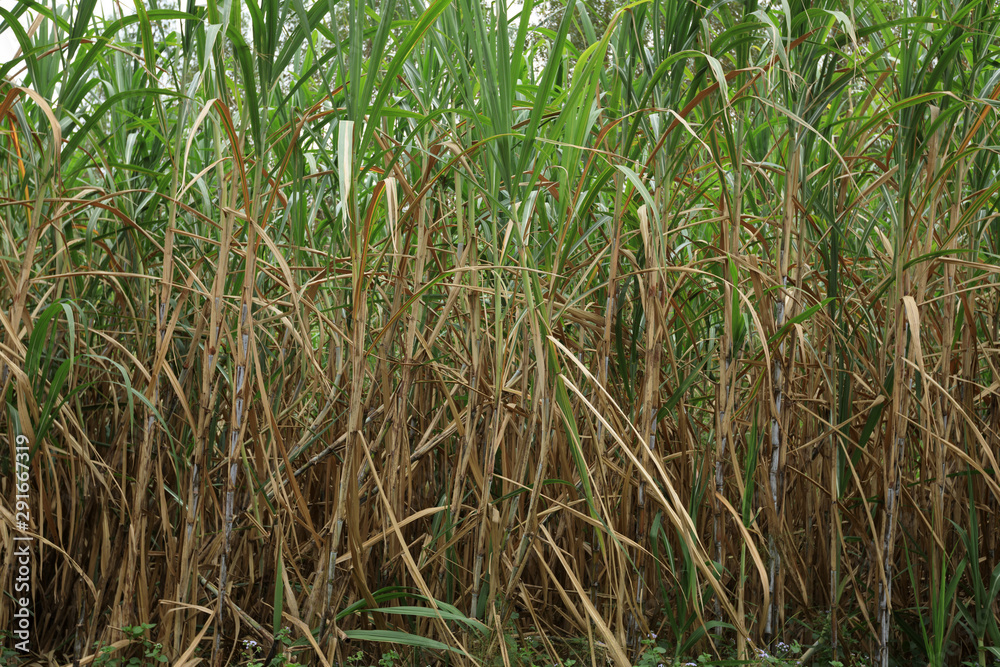 Fototapeta premium Sugarcane plants grow in field