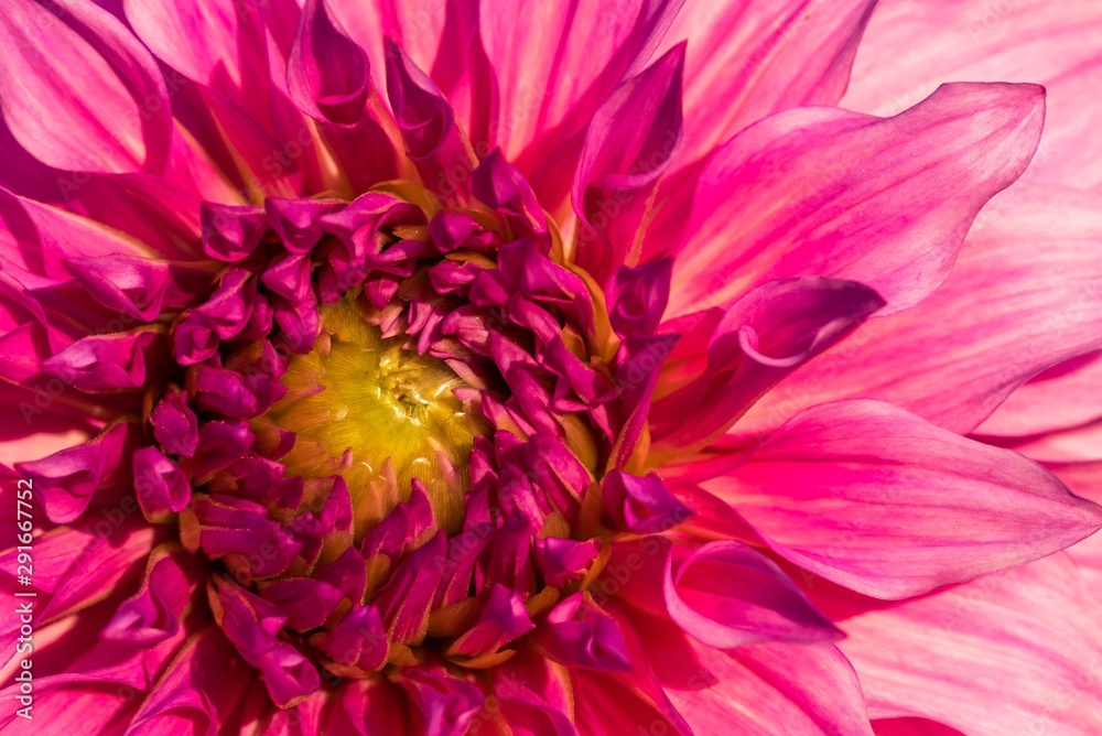 Makro Dahlie pink Makro Dahlie pink