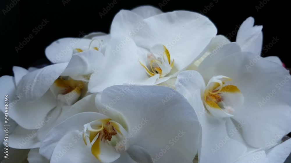 Beautiful bright large white orchids on a black background. Delicate flower petals swaying in the wind. Bridal bouquet, wedding gift, Valentine's Day, birthday. Gift for a romantic date Beautiful bright large white orchids on a black background. Delicate flower petals swaying in the wind. Bridal bouquet, wedding gift, Valentine's Day, birthday. Gift for a romantic date
