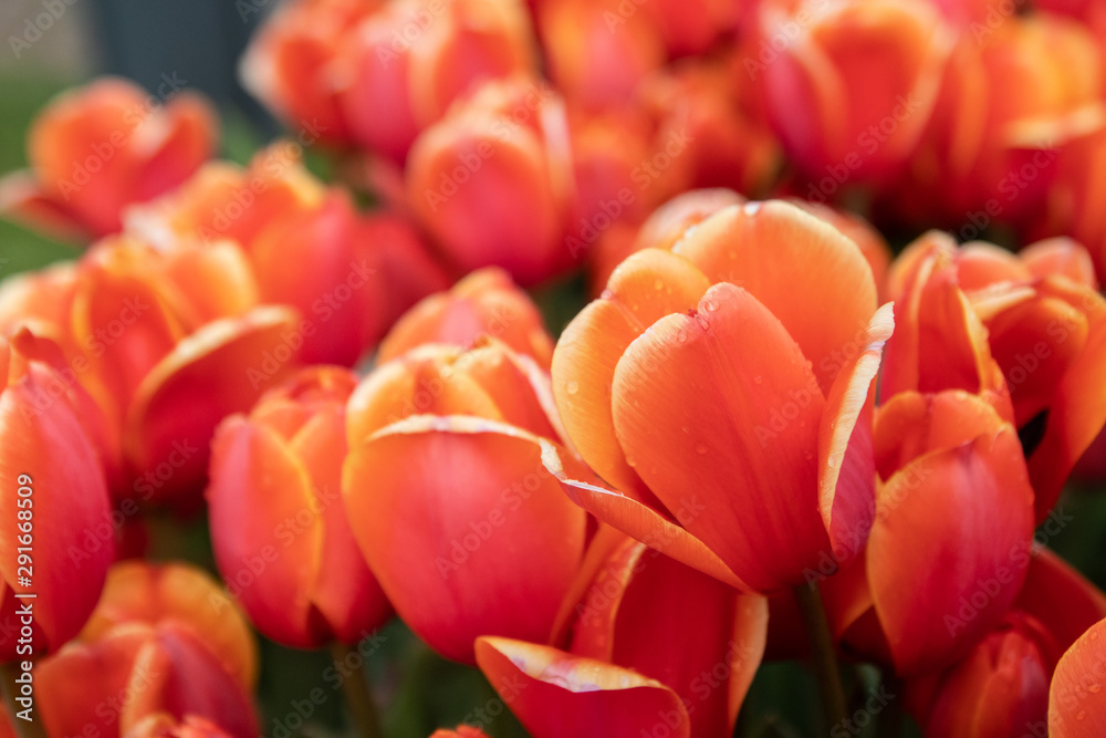 Tulipanes rojos y naranjas fondo de pantalla 