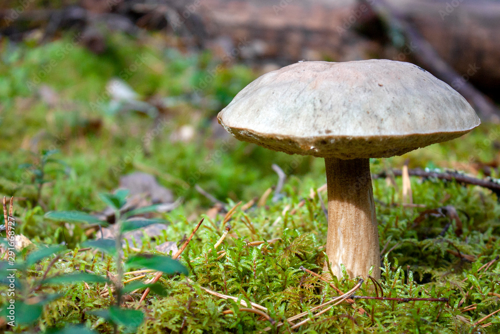 Fototapeta premium Mushroom boletus in the autumn forest. A lonely mushroom lit by the bright sun in the fall. The mushroom grows among the moss in the forest.