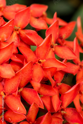 Close up shot of red ixora flowers