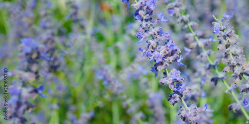 close up of lavender flower in provence -south of france -