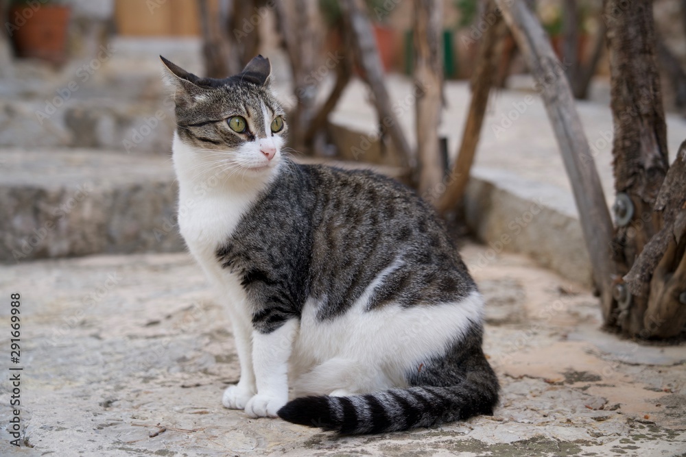 Full body portrait of a beautiful white, grey and black feline cat with a powerful look and with his ears in position of attention while standing on a stone stairs.