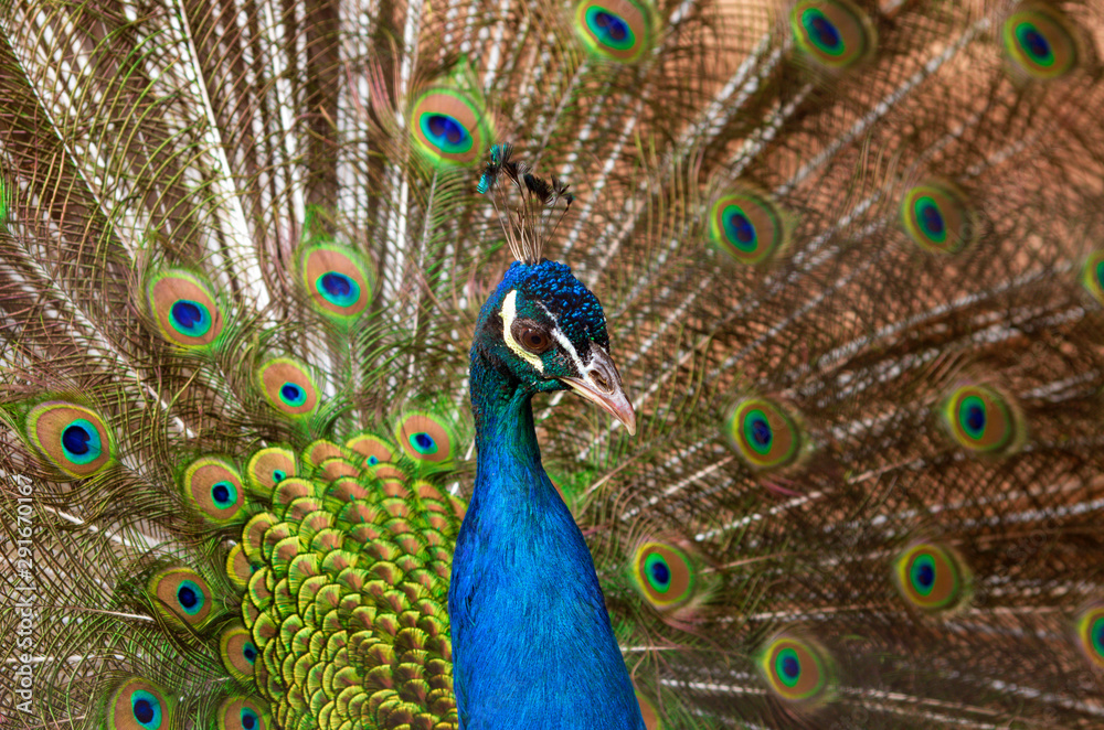 Fototapeta premium Beautiful multicolored peacock with crown and fluffy tail closeup