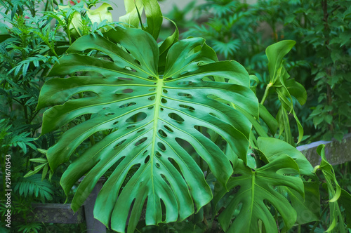 Monster leaf natural