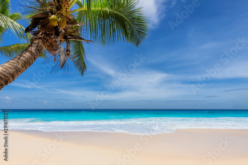 Fototapeta Naklejka Na Ścianę i Meble -  Sandy beach with palm trees and turquoise sea in Caribbean island. Summer vacation and tropical beach concept.