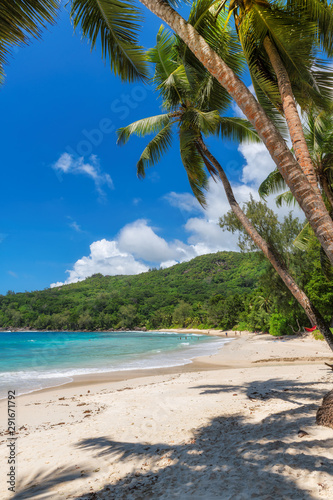 Fototapeta Naklejka Na Ścianę i Meble -  Coconut palms on tropical Sunny beach, Anse Takamaka beach, Seychelles. Summer vacation and tropical beach concept.