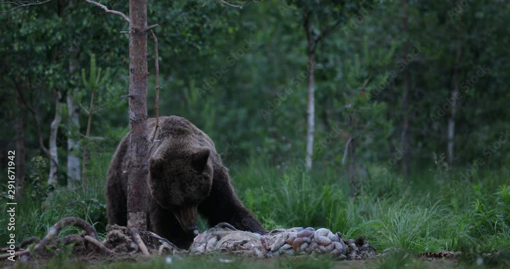 Brown bear walking around lake in the morning light. Dangerous animal in nature forest and meadow habitat. Wildlife scene from Finland near Russian border. Bear with carcass. Brown bear walking around lake in the morning light. Dangerous animal in nature forest and meadow habitat. Wildlife scene from Finland near Russian border. Bear with carcass.