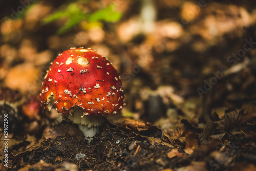Poisonous red fly agaric in the autumn forest