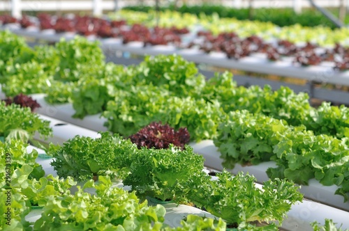 lettuce in the farm