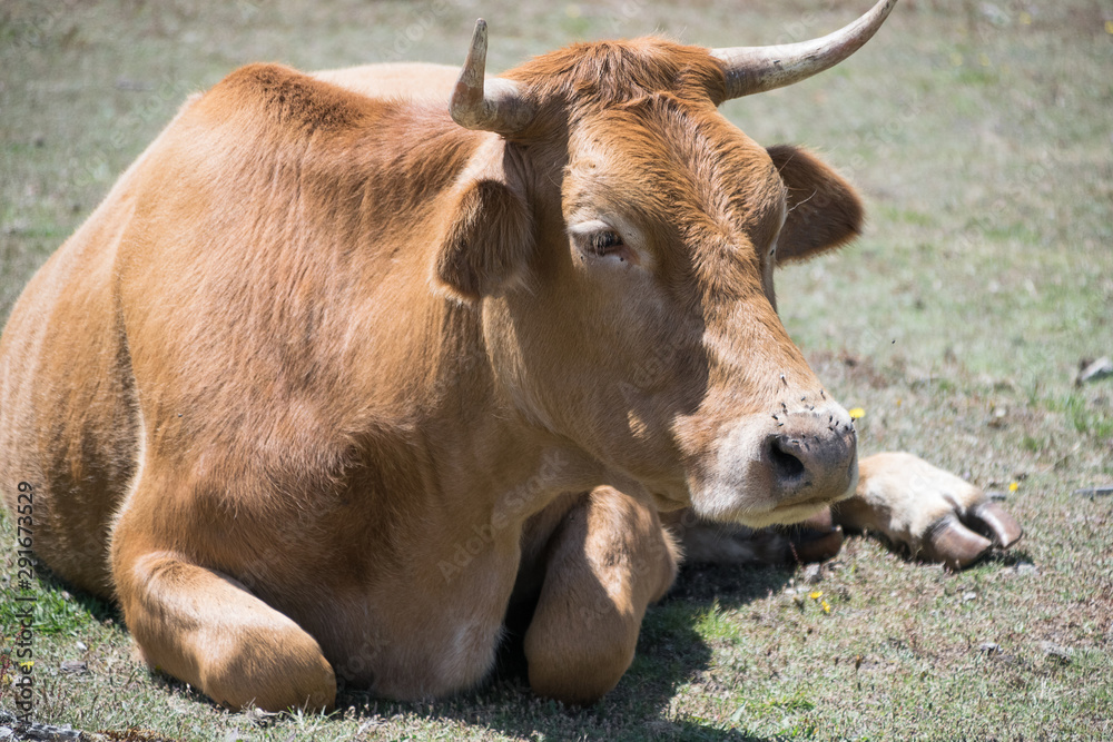 cow lying in the grass with flies on the nose