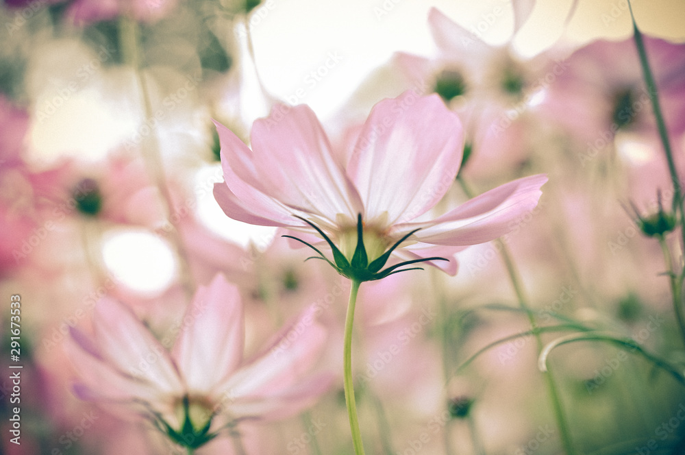 Fototapeta premium cosmos in the field with vintage colour