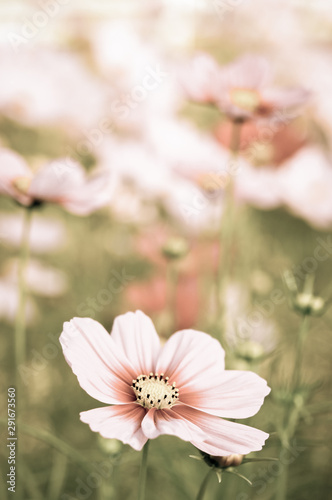 cosmos in the field with vintage colour