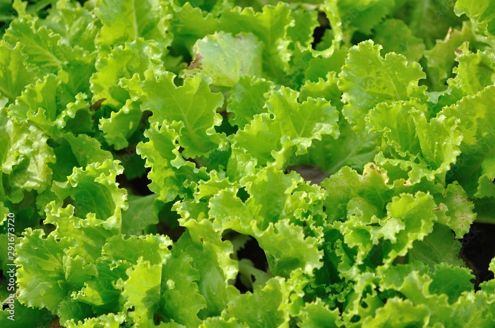 lettuce in the farm lettuce in the farm