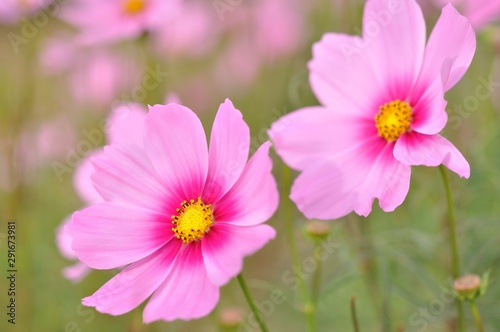 cosmos in the field