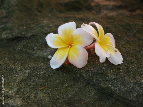 frangipani flower on stone