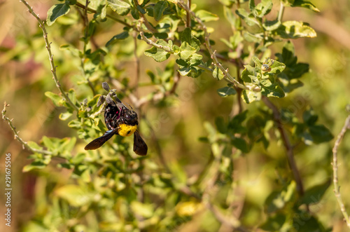 A bumblebee on a flower in the garden © Rogerio Silva