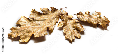 autumn oak leaves of gold color on a white background.Close-up with copy space.Concept of the autumn season. abstract autumn background. Golden oak leaves